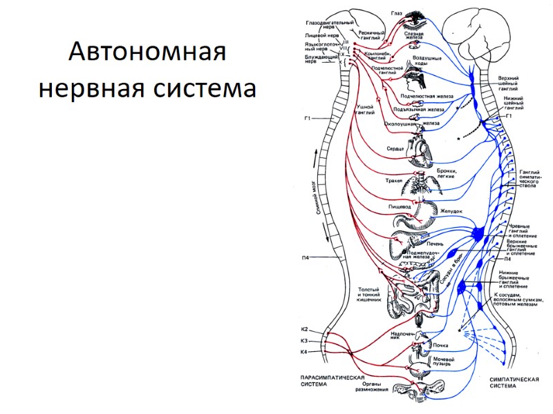 Автономная нервная система